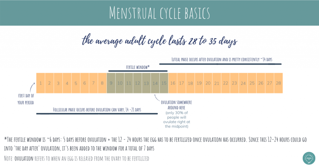 menstrual cycle basics