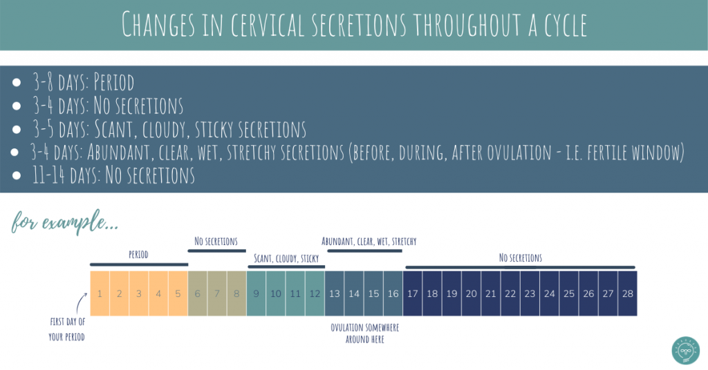 Fertility awareness: How to optimize fertility when planning pregnancy 9 9 cervical secretions or cervical mucus throughout a cycle