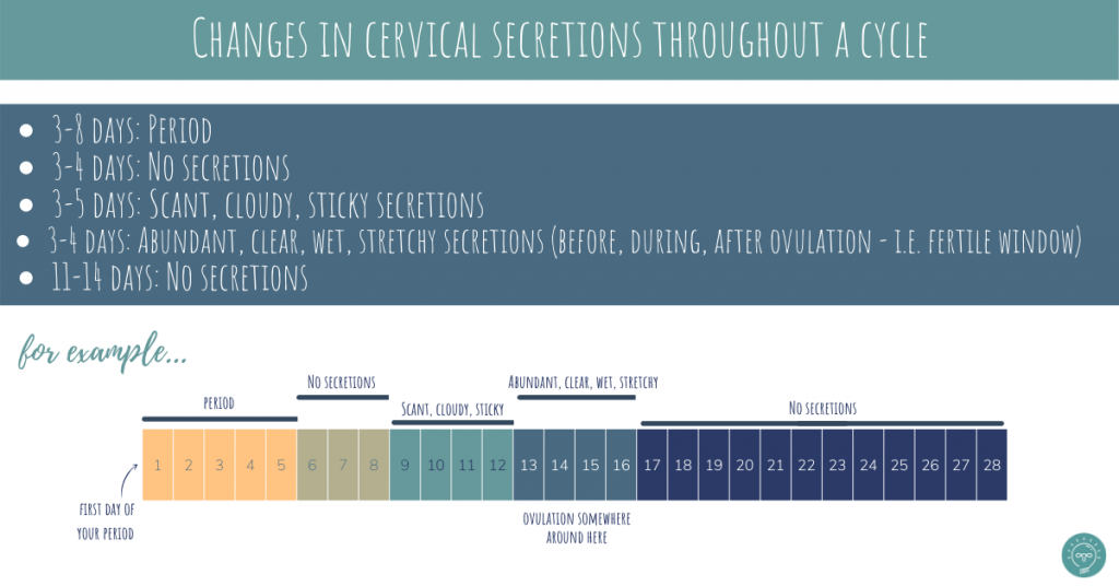 cervical secretions or cervical mucus throughout a cycle